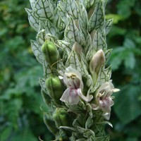 Nicoteba betonica (L.) Lindau
